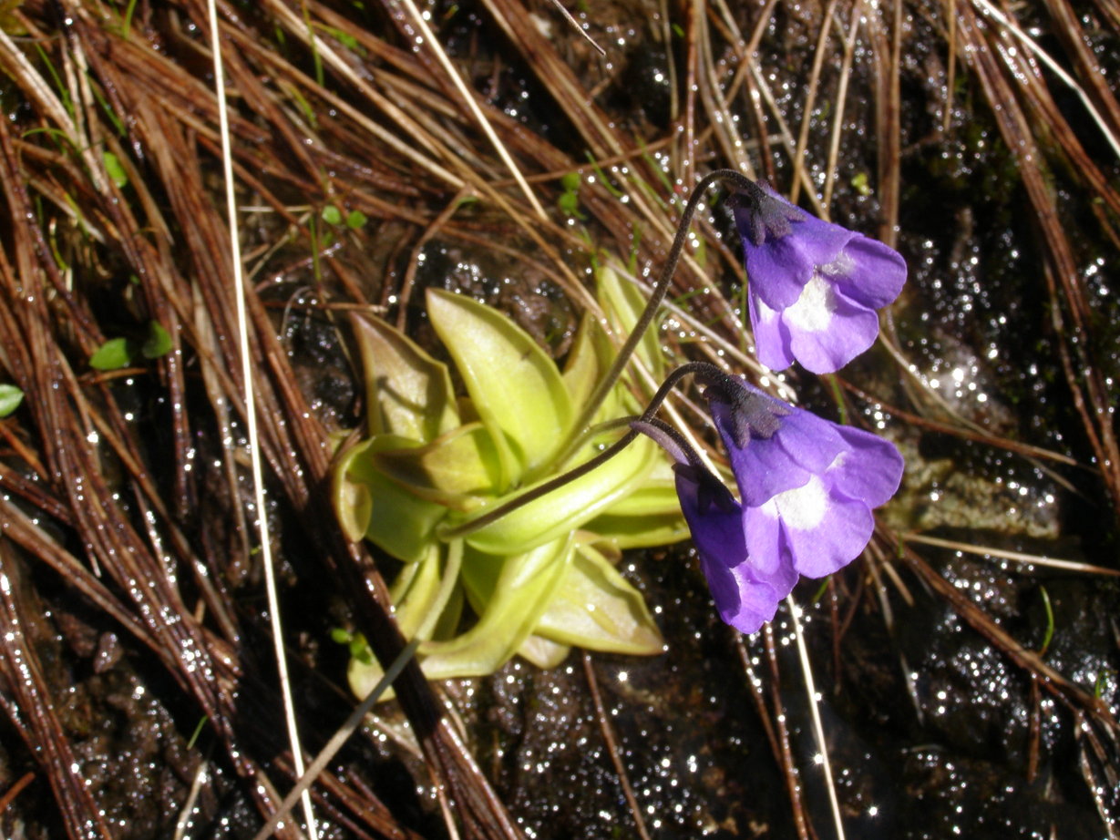 Pinguicula sp. (Lamiales - Lentibulariaceae)
